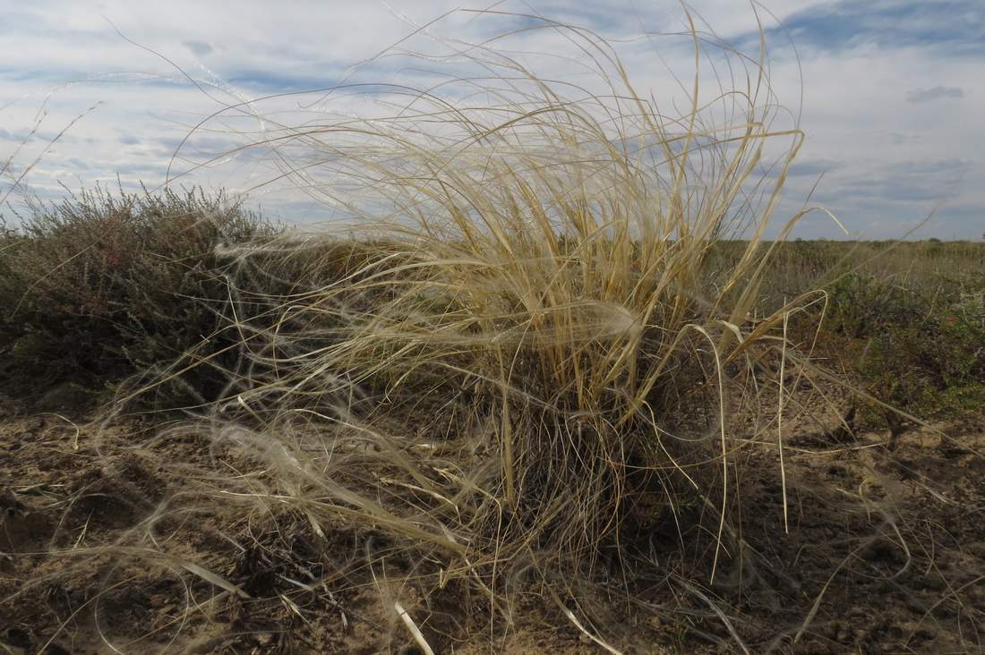 Image of Stipa kirghisorum specimen.