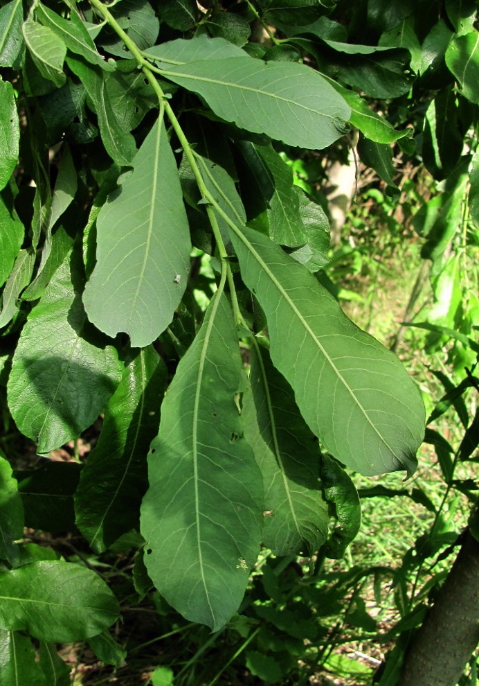 Image of Salix cinerea specimen.