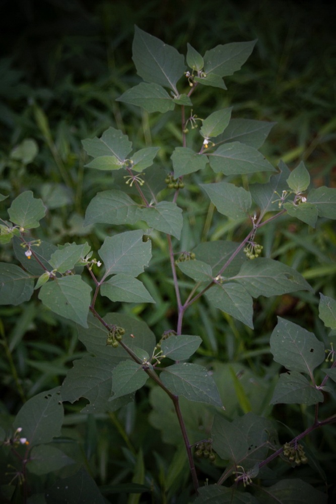 Image of Solanum nigrum ssp. schultesii specimen.