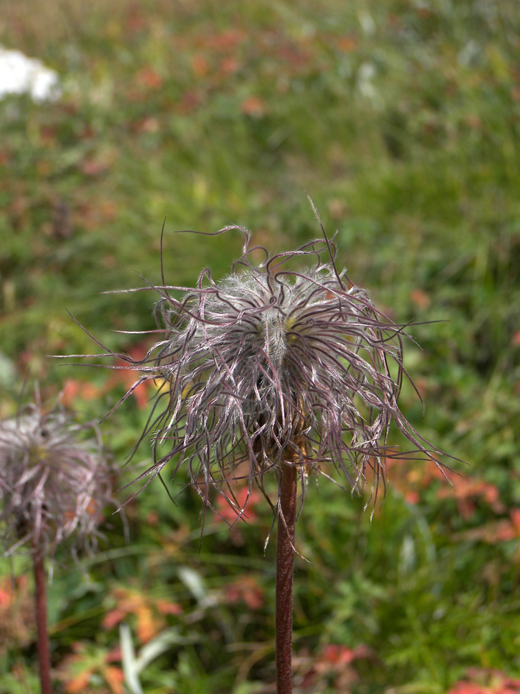 Изображение особи Pulsatilla aurea.