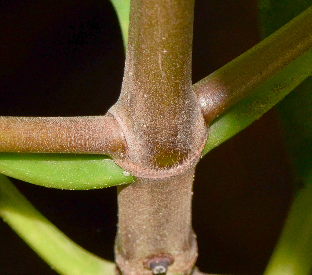 Image of genus Rhizophora specimen.