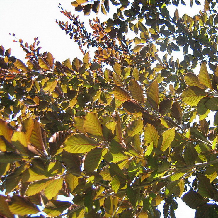 Image of Fagus sylvatica specimen.