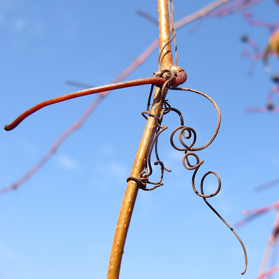 Image of Parthenocissus quinquefolia specimen.