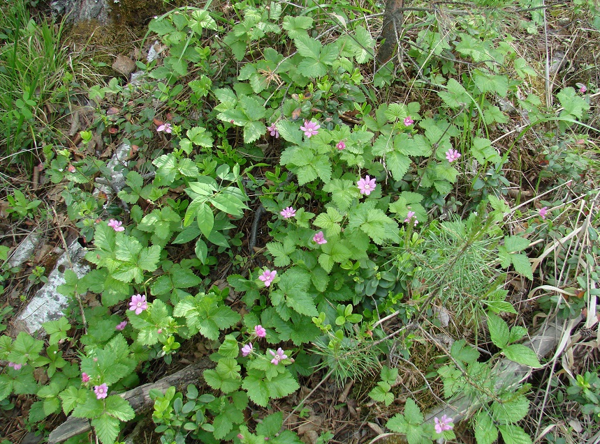 Изображение особи Rubus arcticus.