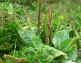 Plantago uliginosa. Плодоносящие растения. Томская обл., окр. г. Томск, галечная отмель р. Томь. 11.08.2008.