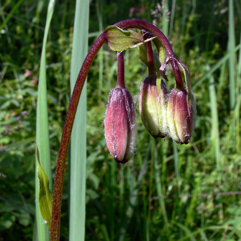 Image of Lilium pilosiusculum specimen.