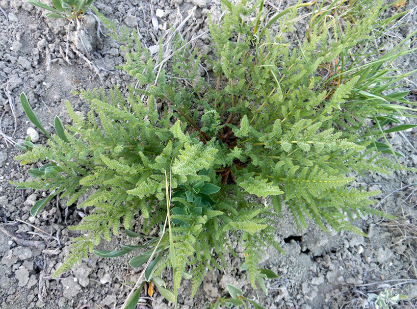 Image of Palimbia rediviva specimen.