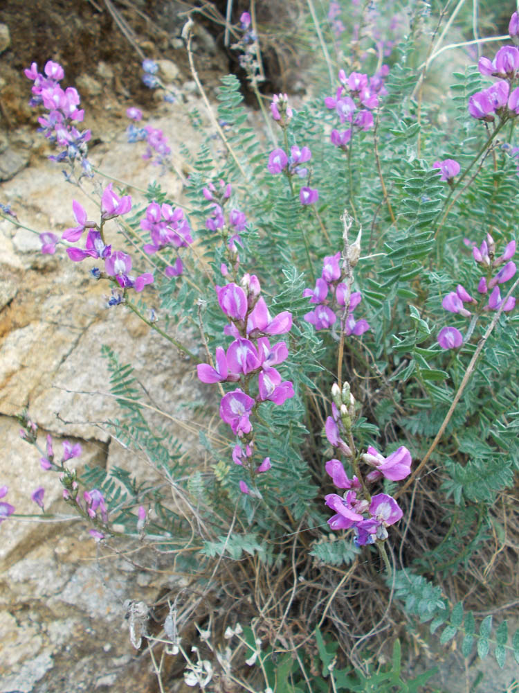 Image of Oxytropis coerulea specimen.