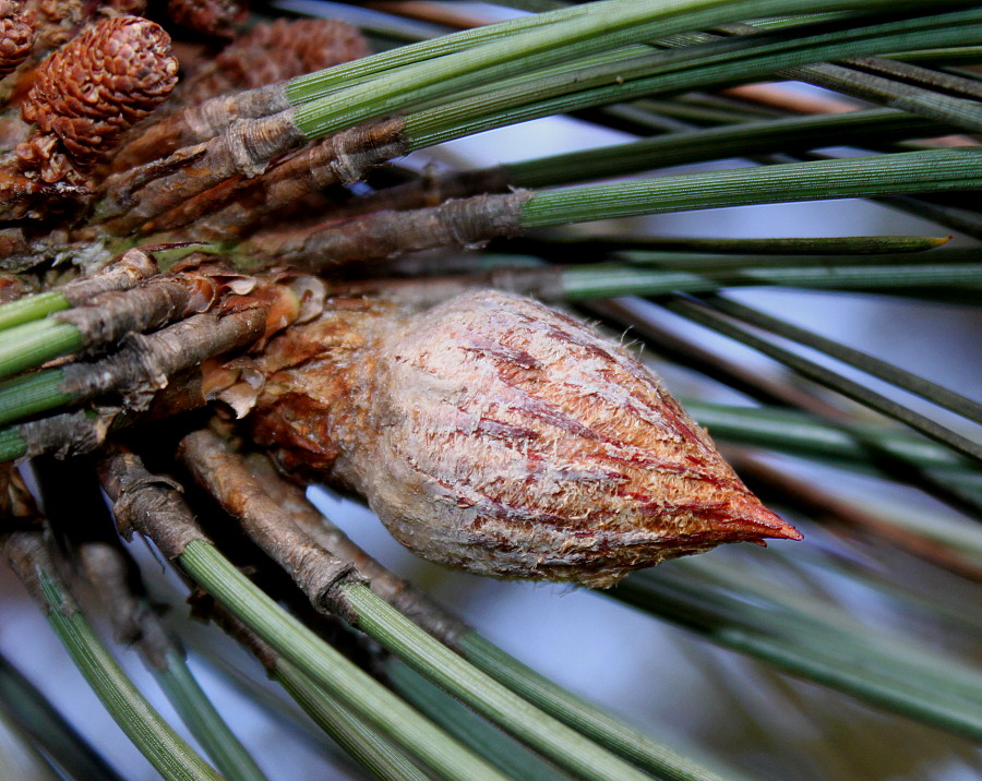 Изображение особи род Pinus.