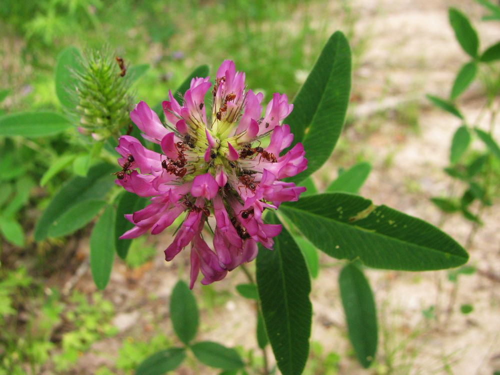 Image of Trifolium medium specimen.