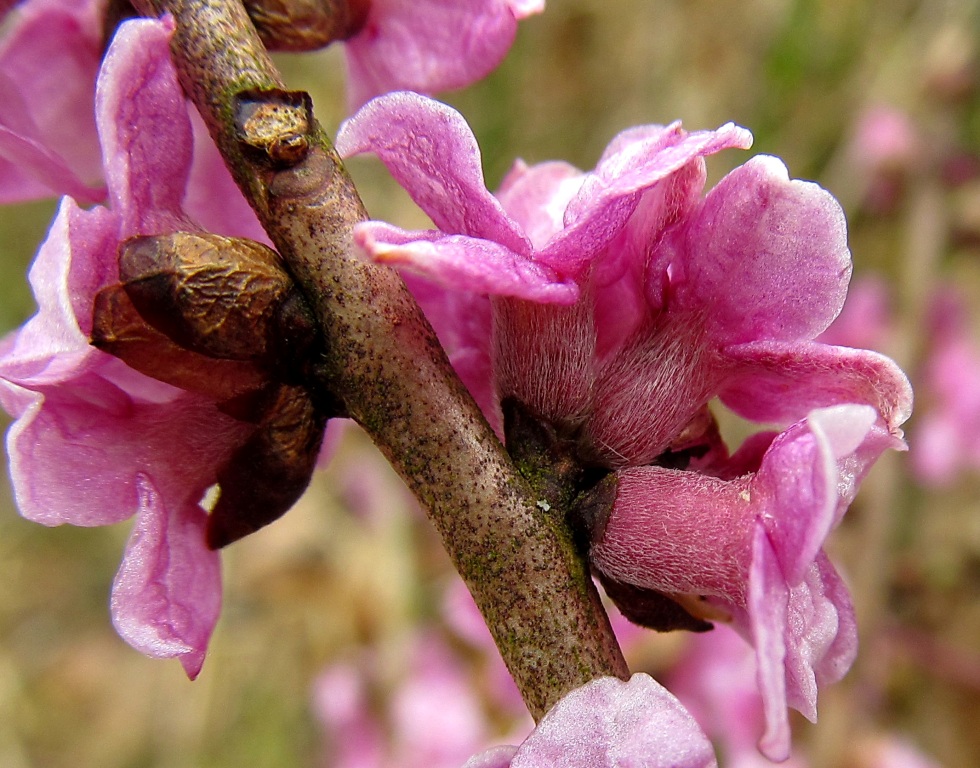 Изображение особи Daphne mezereum.