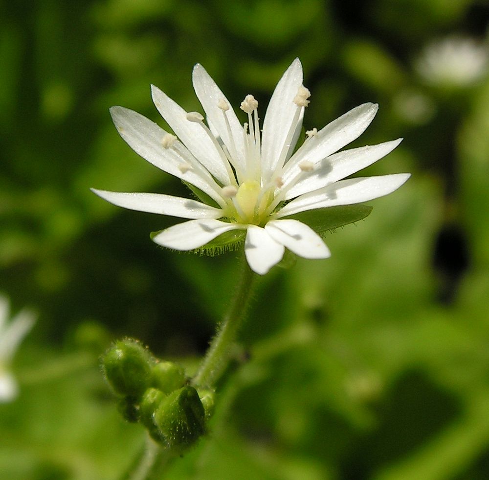 Image of Stellaria bungeana specimen.