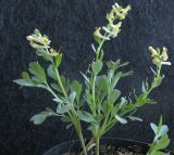 Corydalis maracandica