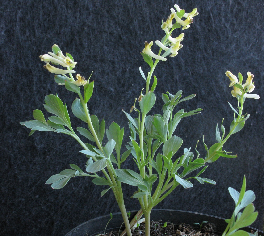 Image of Corydalis maracandica specimen.