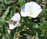 Convolvulus arvensis. Цветки с фуражирующей пчелой медоносной (Apis mellifera L.). Восточный Казахстан, Уланский р-н, окр. с. Украинка, луг. 28.06.2008.