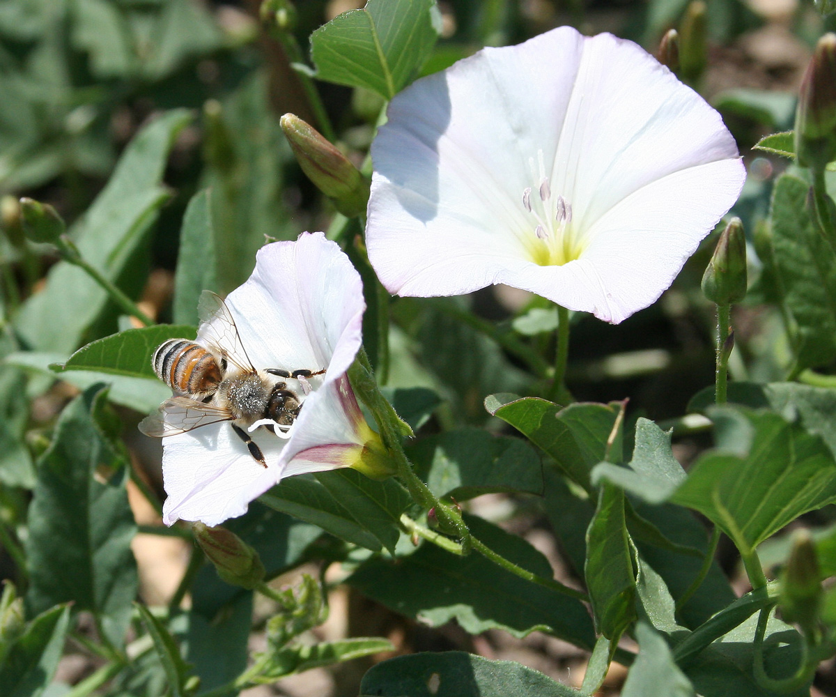 Image of Convolvulus arvensis specimen.