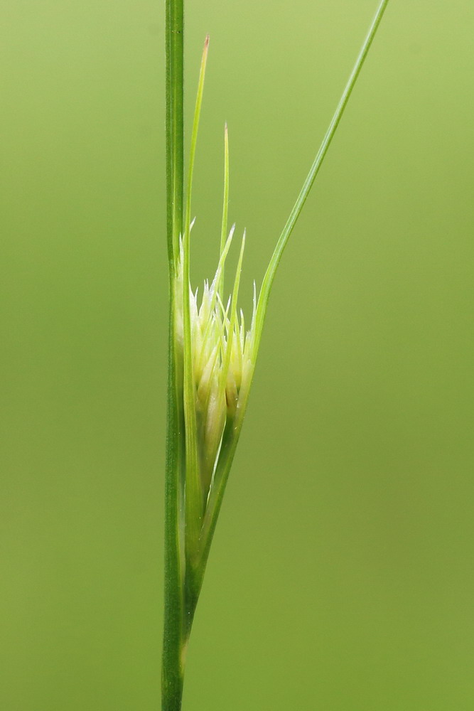 Изображение особи Juncus gerardi.