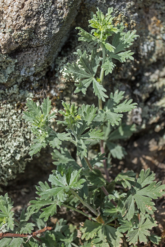 Изображение особи Potentilla impolita.