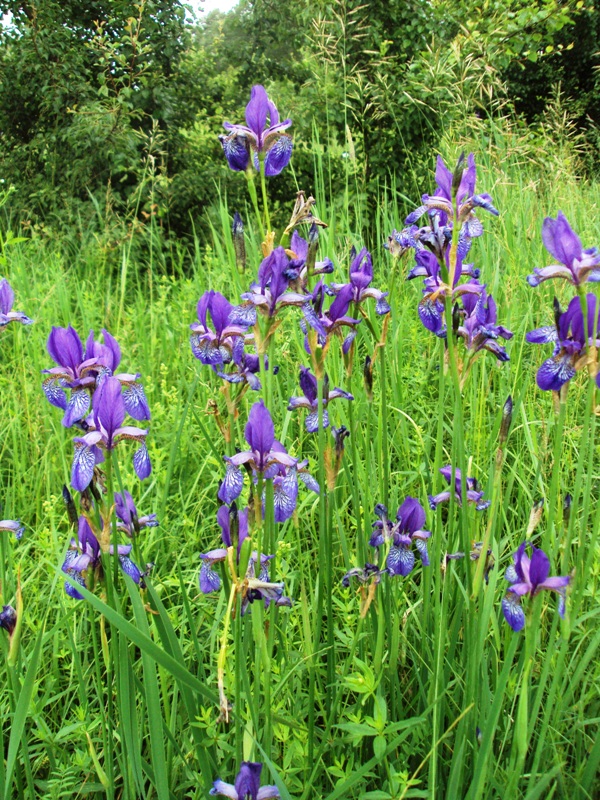 Image of Iris sibirica specimen.