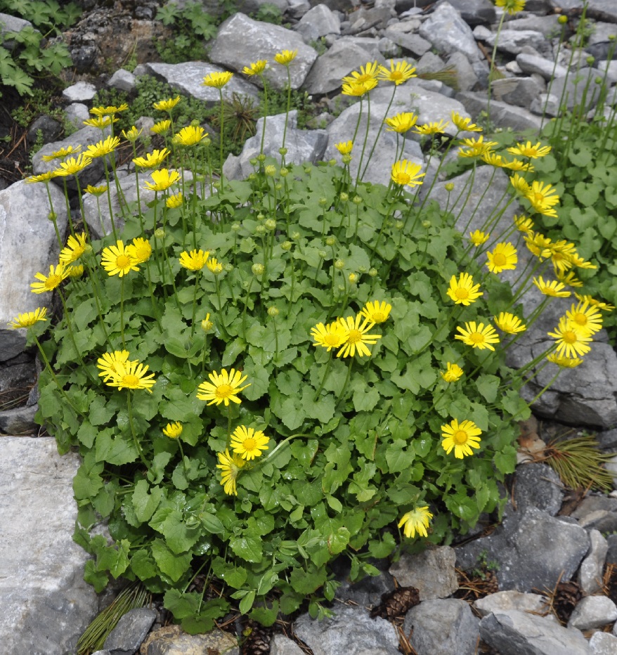 Image of Doronicum columnae specimen.