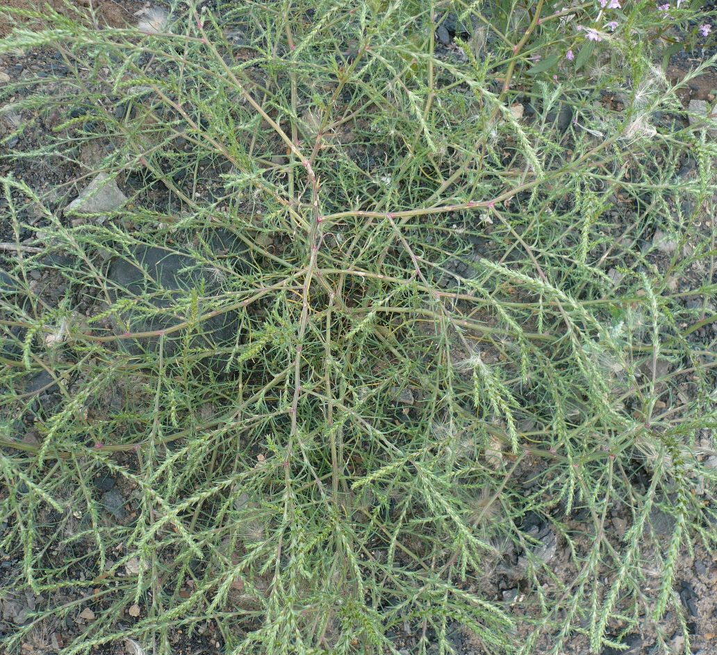 Image of Salsola collina specimen.