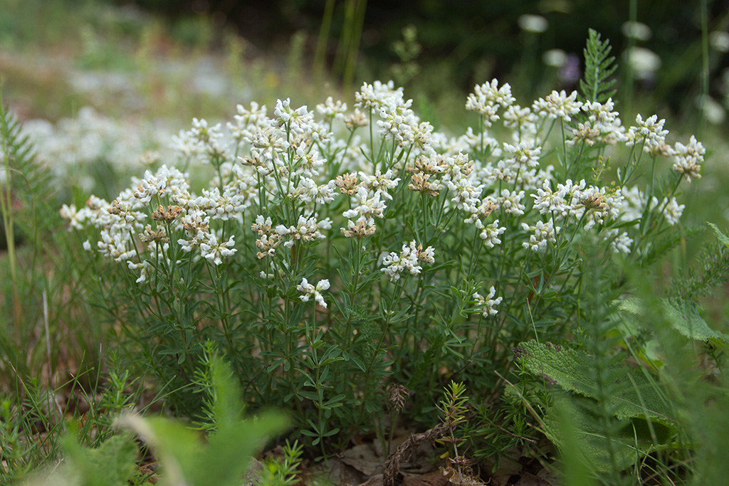 Изображение особи Dorycnium germanicum.