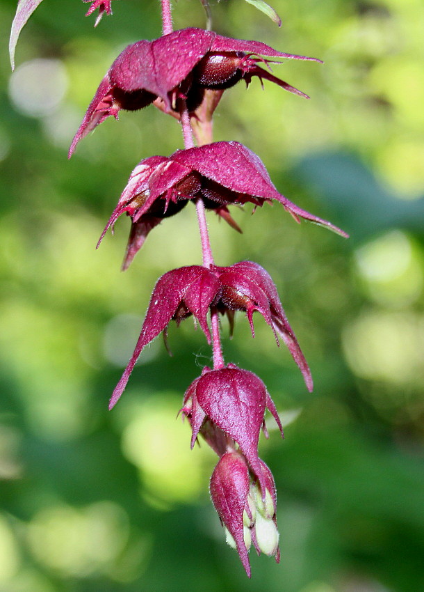 Image of Leycesteria formosa specimen.