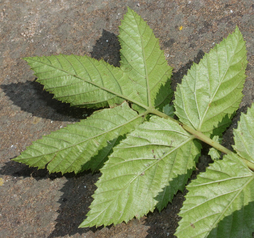 Image of Filipendula ulmaria ssp. denudata specimen.