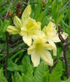 genus Rhododendron