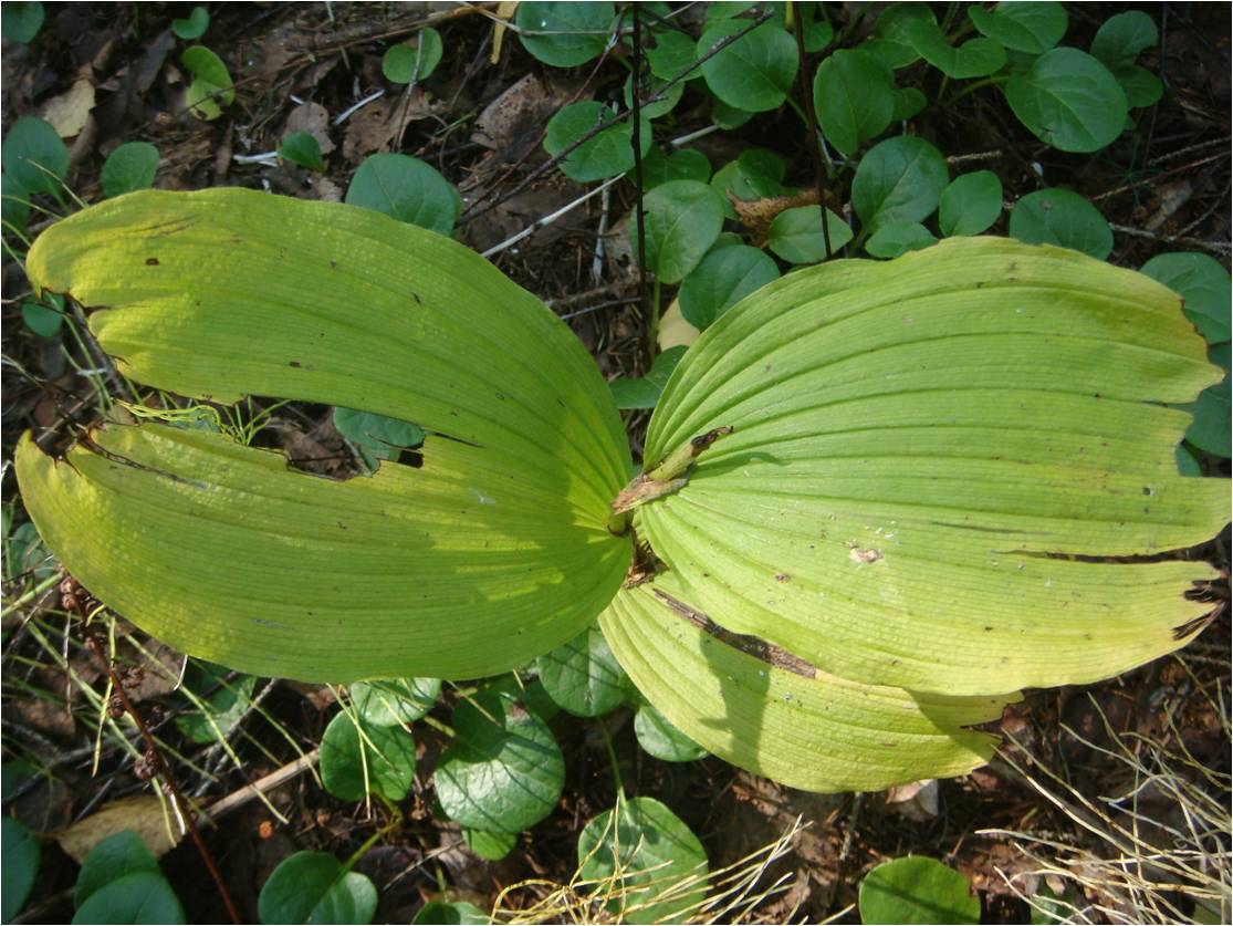 Image of Cypripedium calceolus specimen.