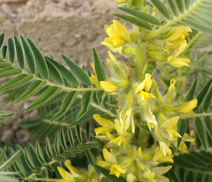 Изображение особи Astragalus sieversianus.