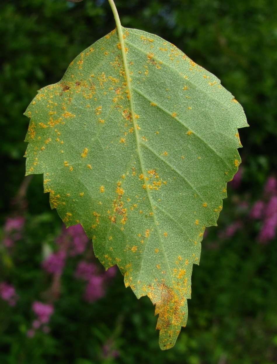 Image of Betula pendula specimen.