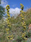 Artemisia macrantha