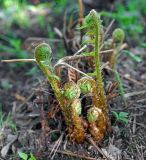 Dryopteris filix-mas