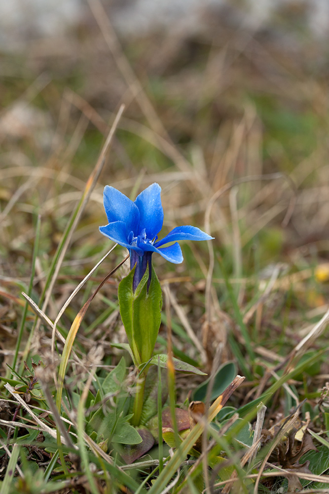 Изображение особи Gentiana verna ssp. balcanica.