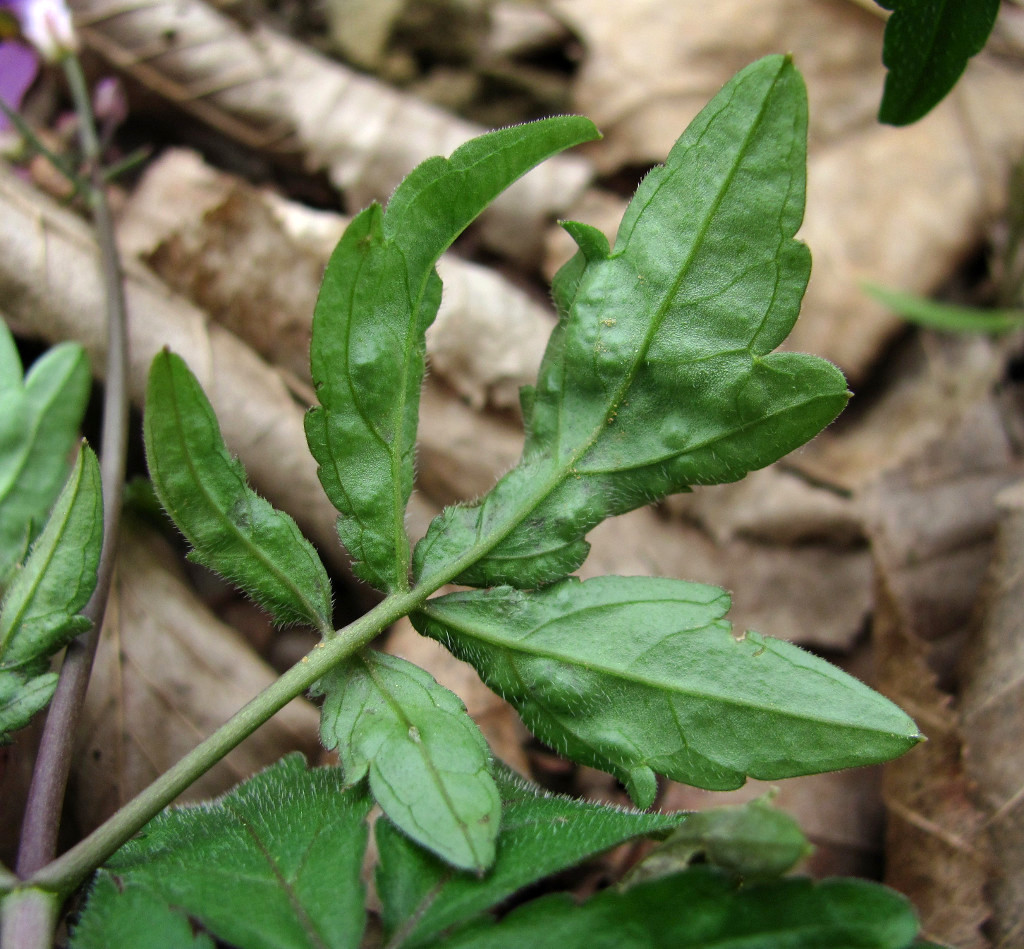 Изображение особи Cardamine quinquefolia.