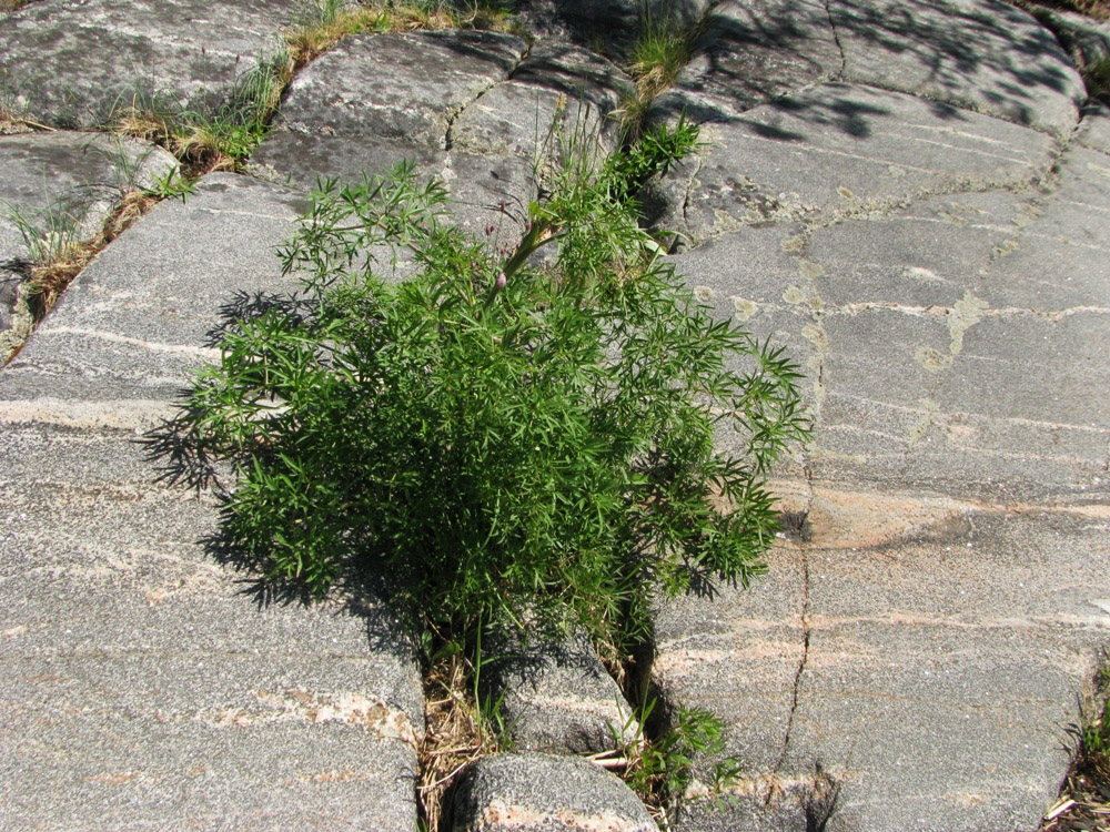 Изображение особи Thyselium palustre.