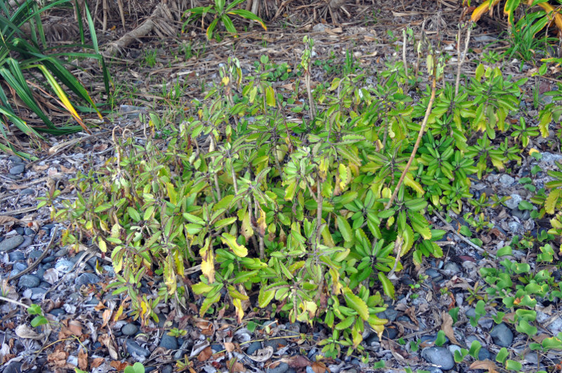 Image of Kalanchoe pinnata specimen.