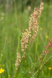 Rumex acetosa. Соплодия. Белоруссия, Витебская обл., пос. Езерище, сухой луг на залежи. 12.06.2014.