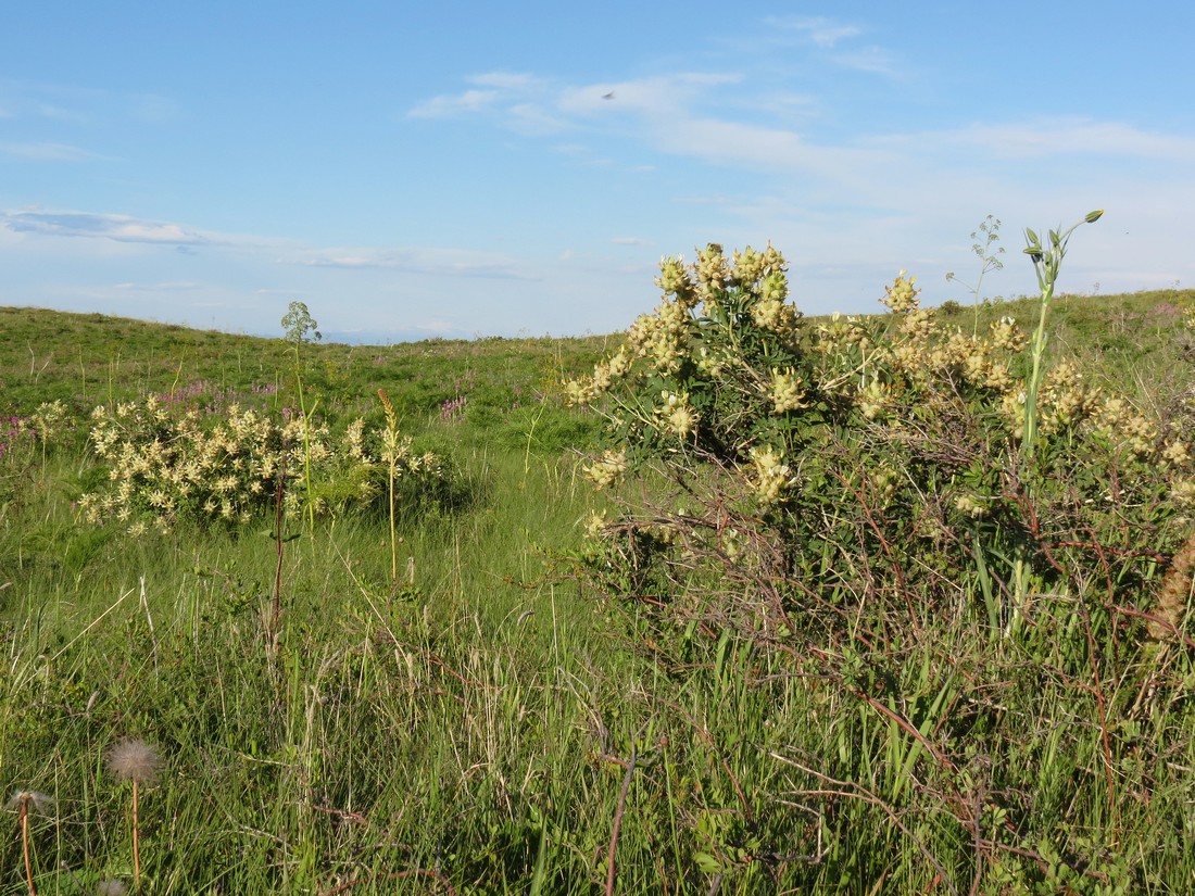 Image of Astragalus xanthotrichos specimen.