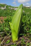 Veratrum lobelianum