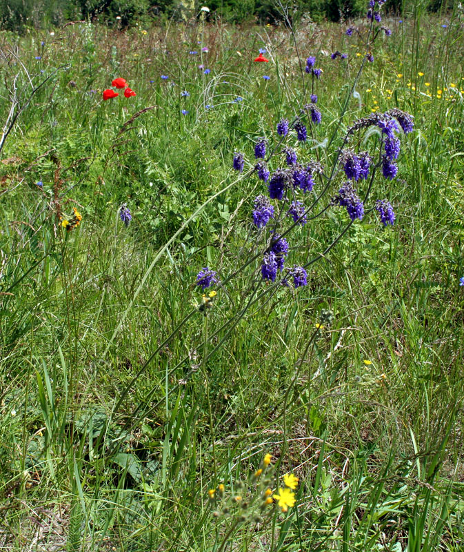 Изображение особи Salvia nutans.