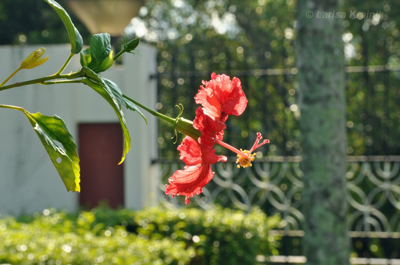 Image of Hibiscus rosa-sinensis specimen.