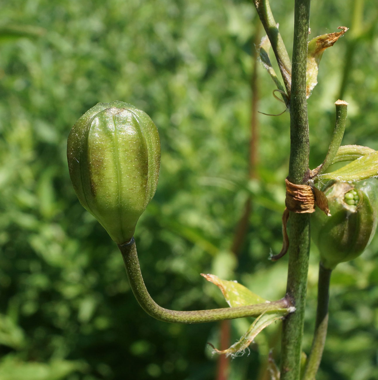 Изображение особи Lilium pilosiusculum.