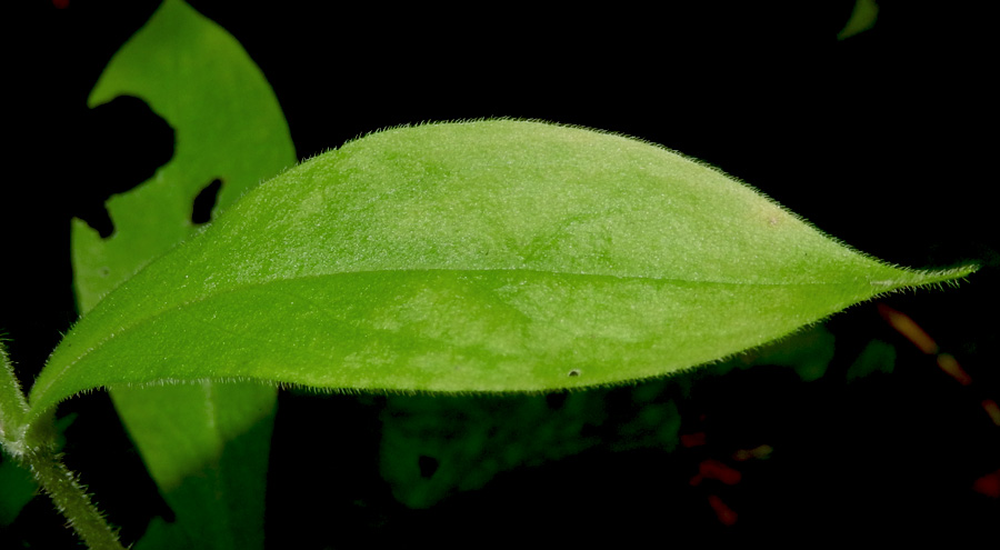 Image of Silene noctiflora specimen.