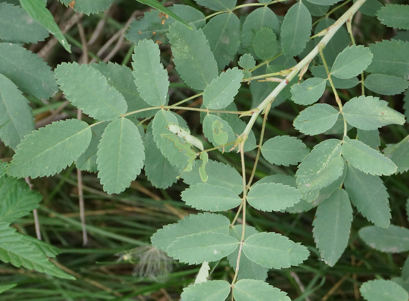 Image of genus Rosa specimen.