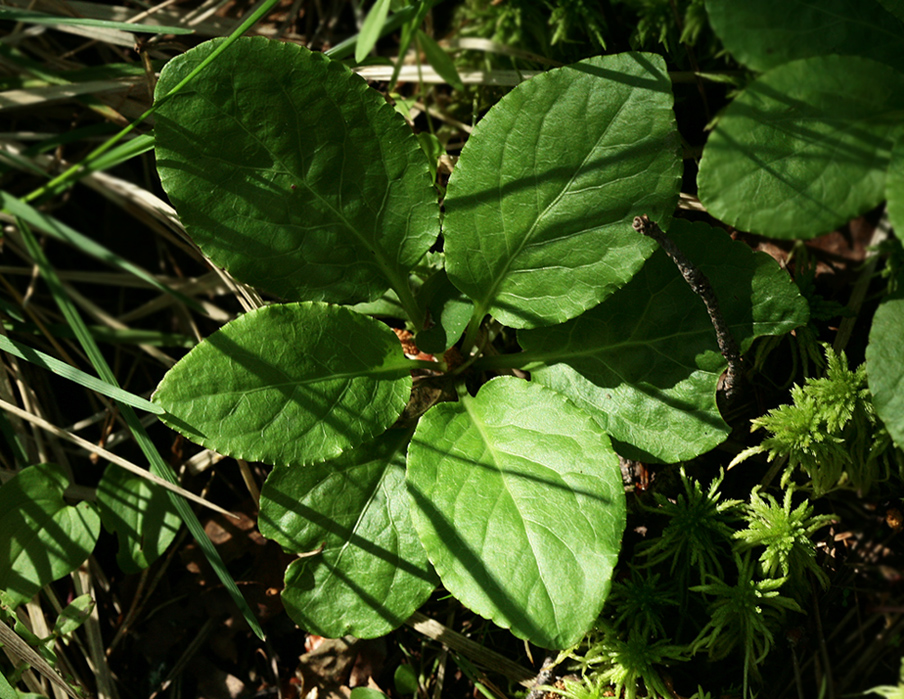 Image of Orthilia secunda specimen.