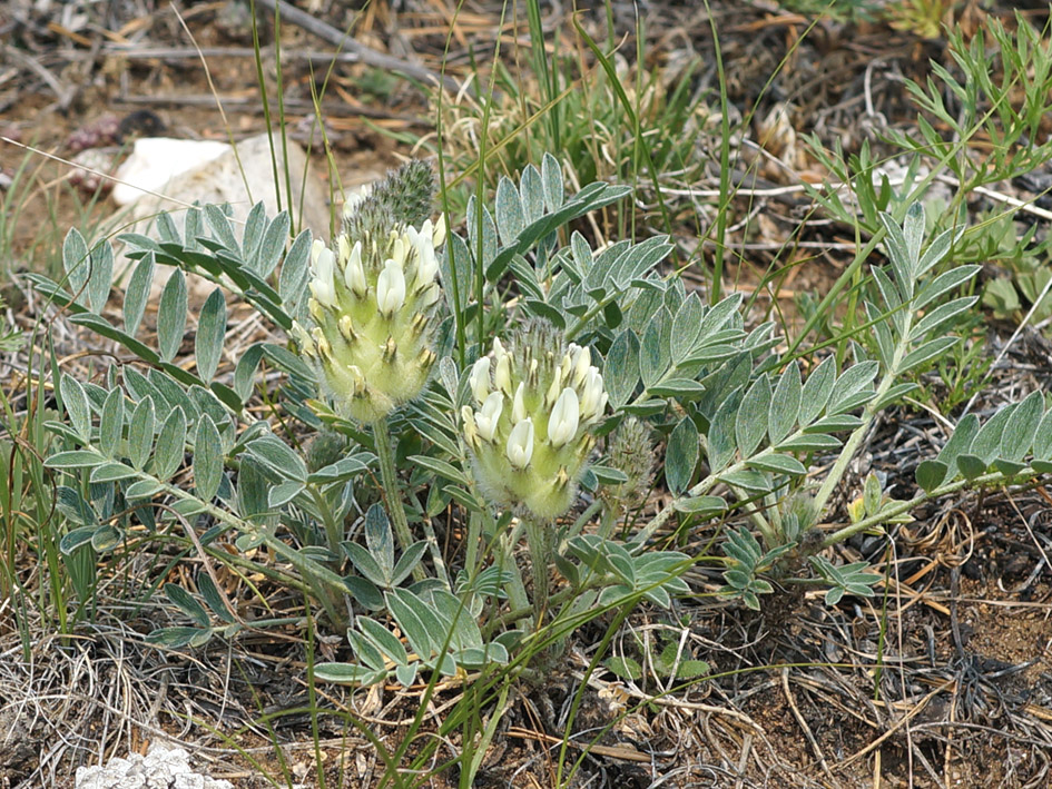 Изображение особи Astragalus lupulinus.