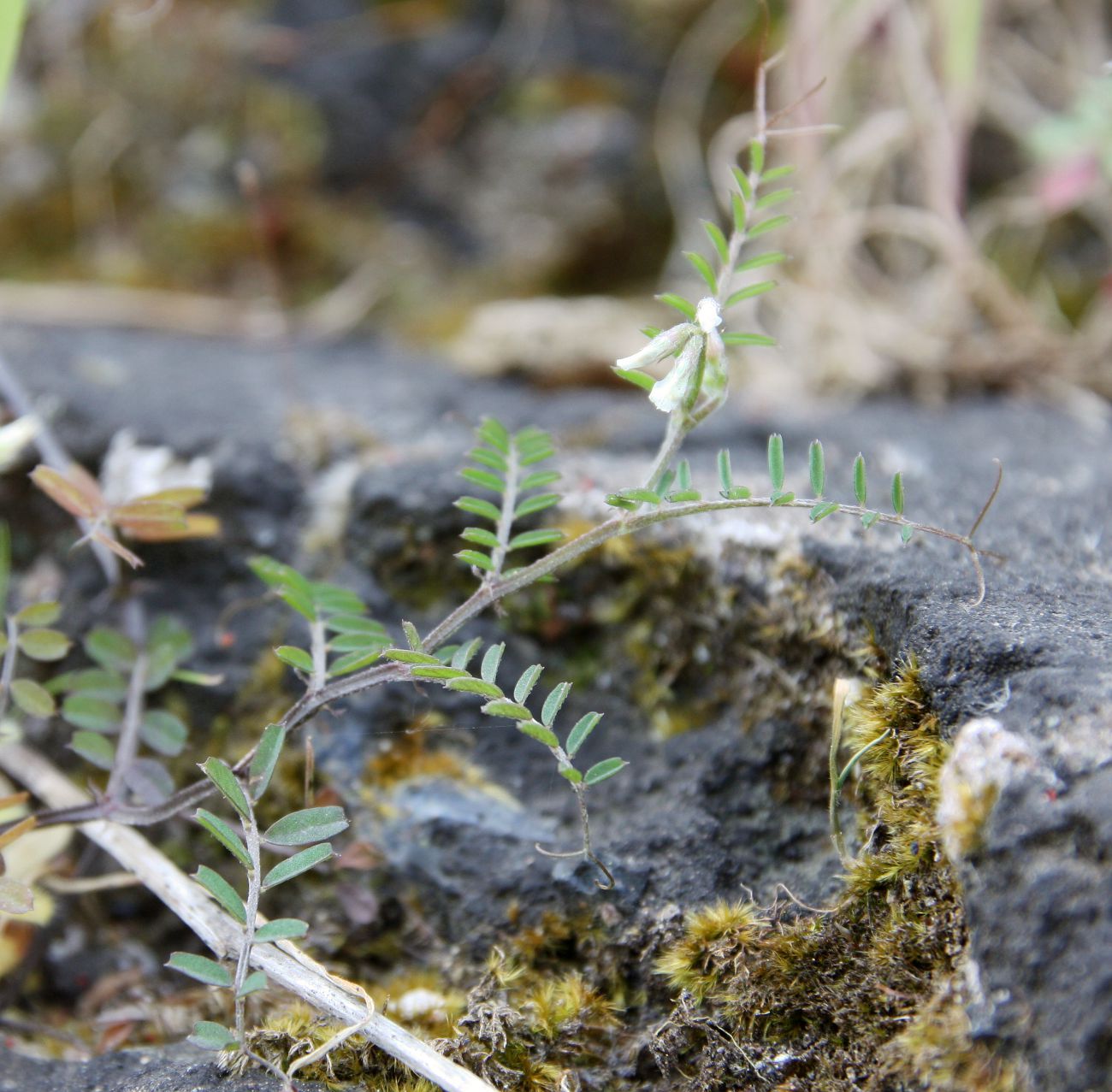 Image of Vicia hirsuta specimen.