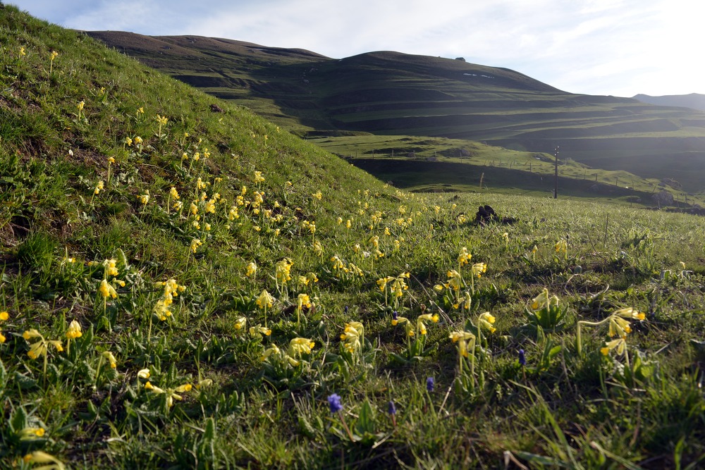 Image of Primula macrocalyx specimen.